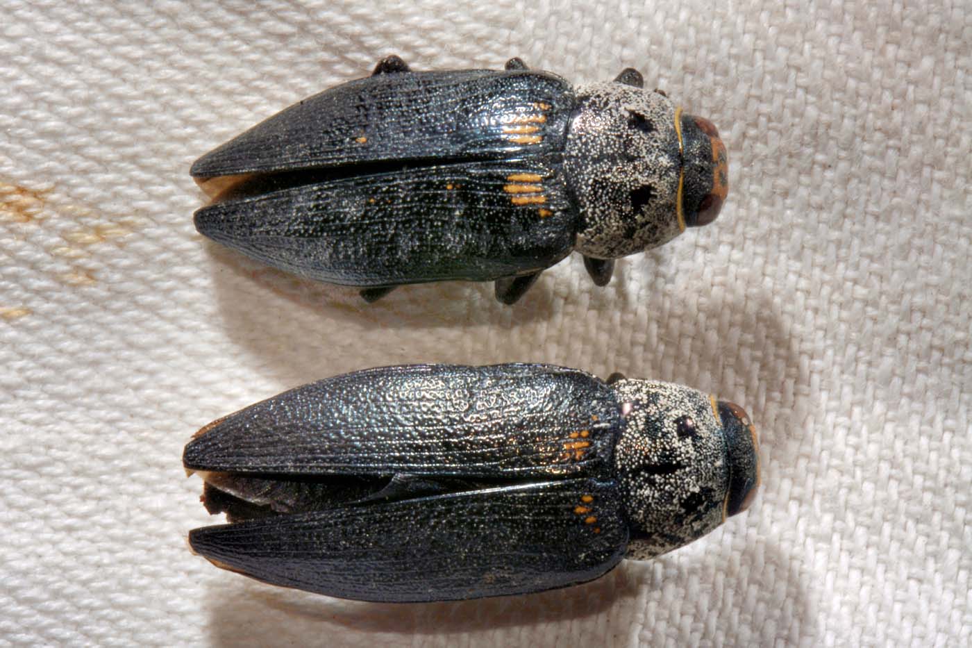 Buprestidae: Buprestis sp.? S, B. cupressi